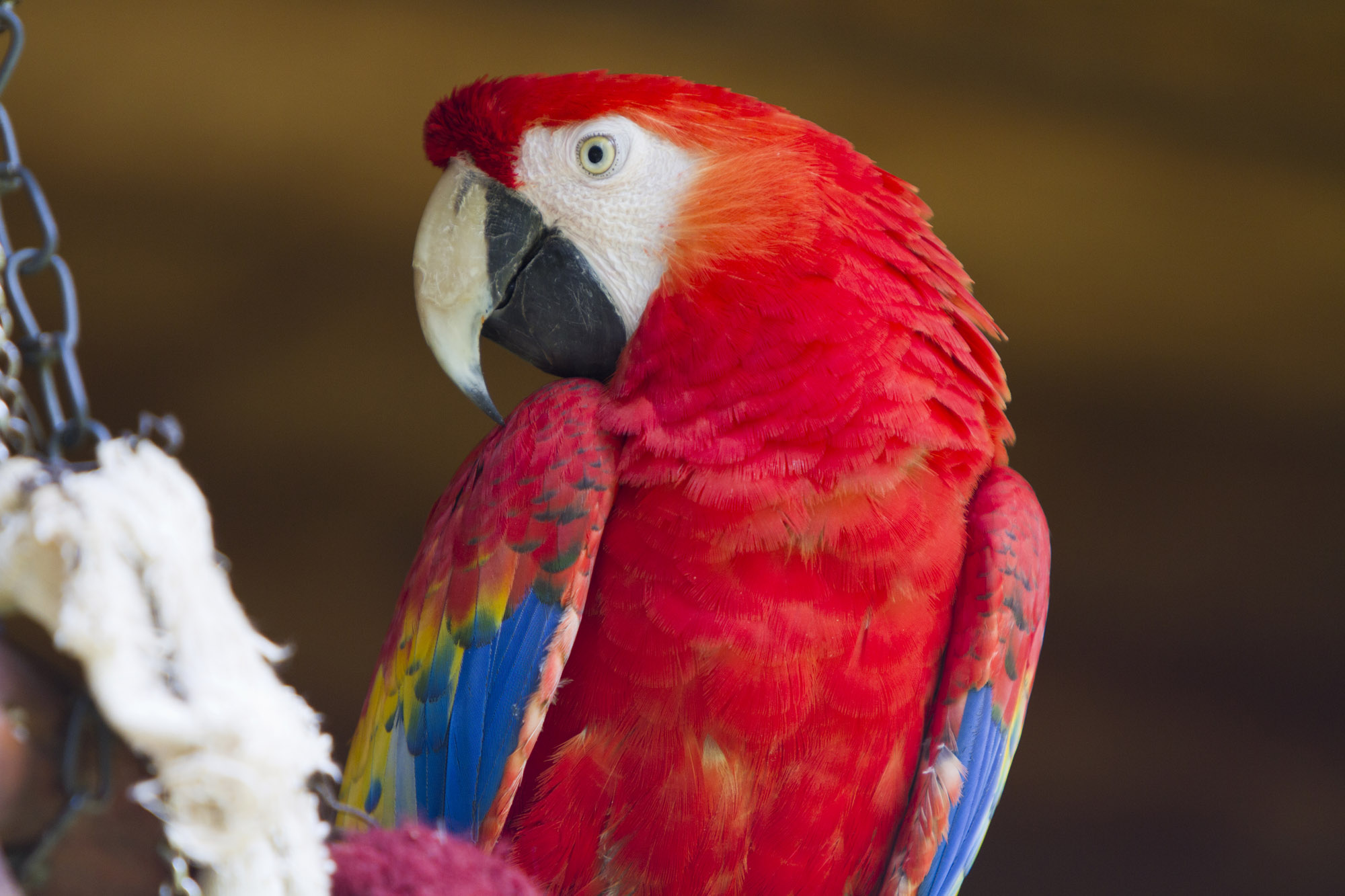 Exotic Birds