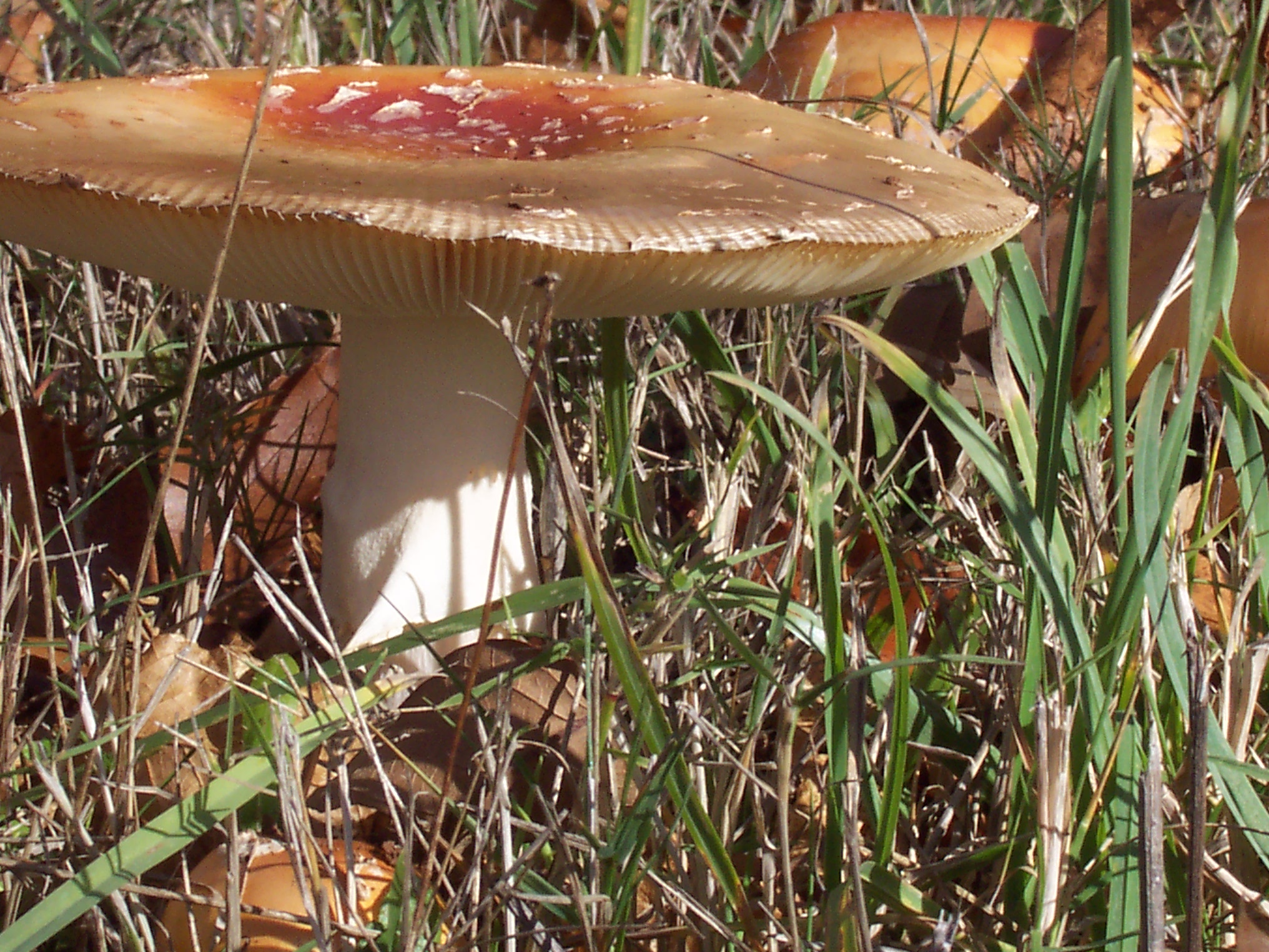 Fairy Table
