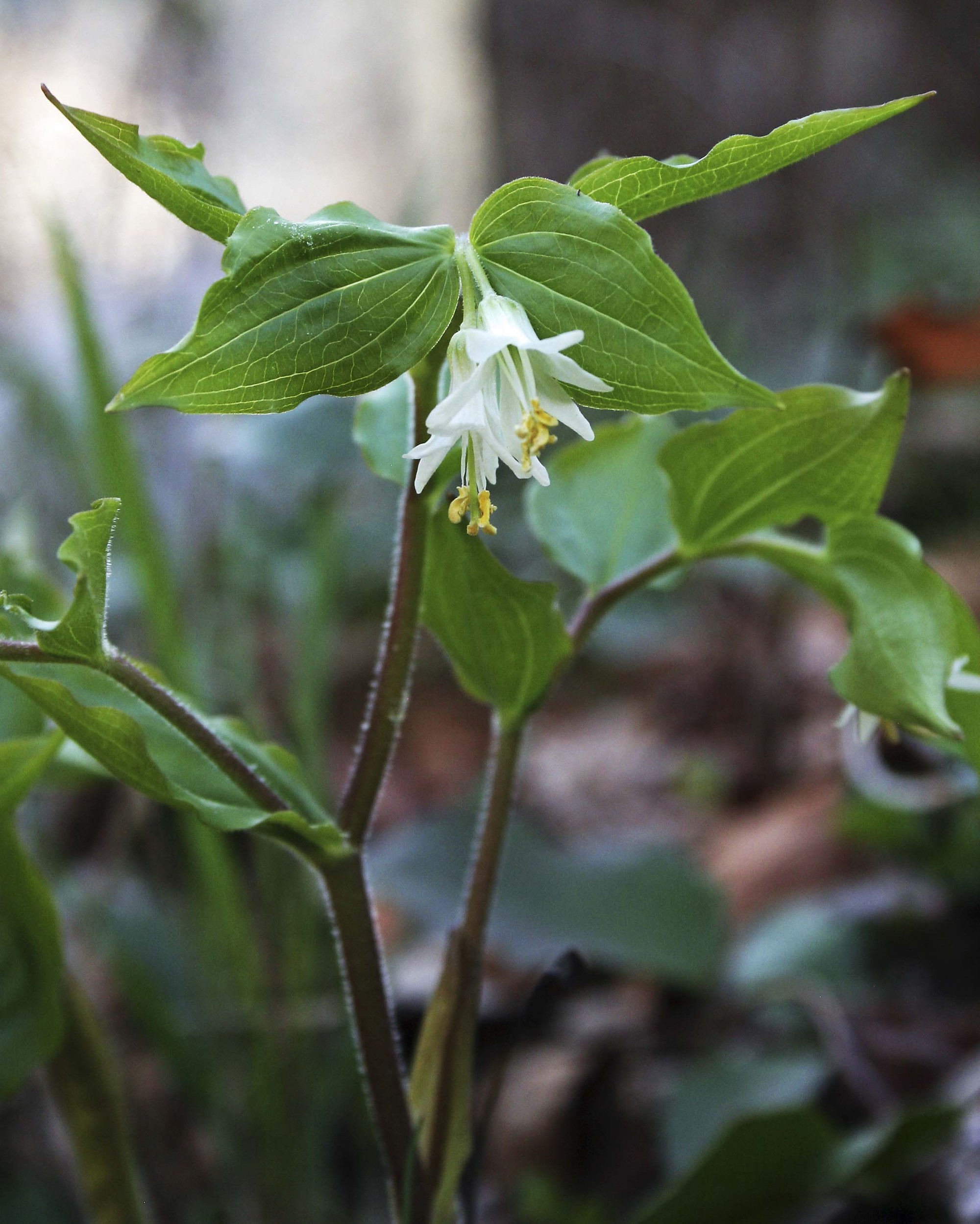 Fairybells