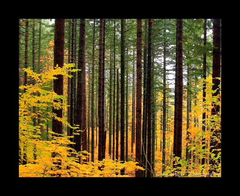 Fall along Elowah Falls Trail.