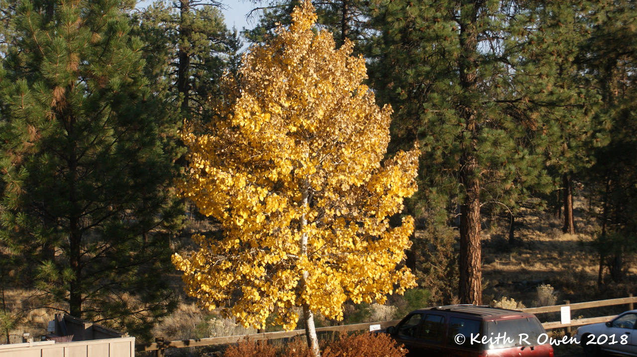 Fall Aspen