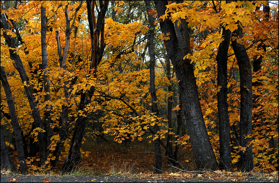 Fall colors after sunset