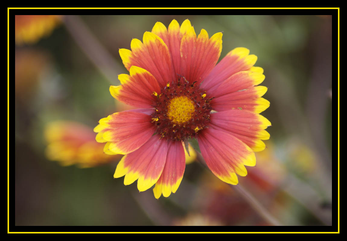 Fall Colors In The Garden.