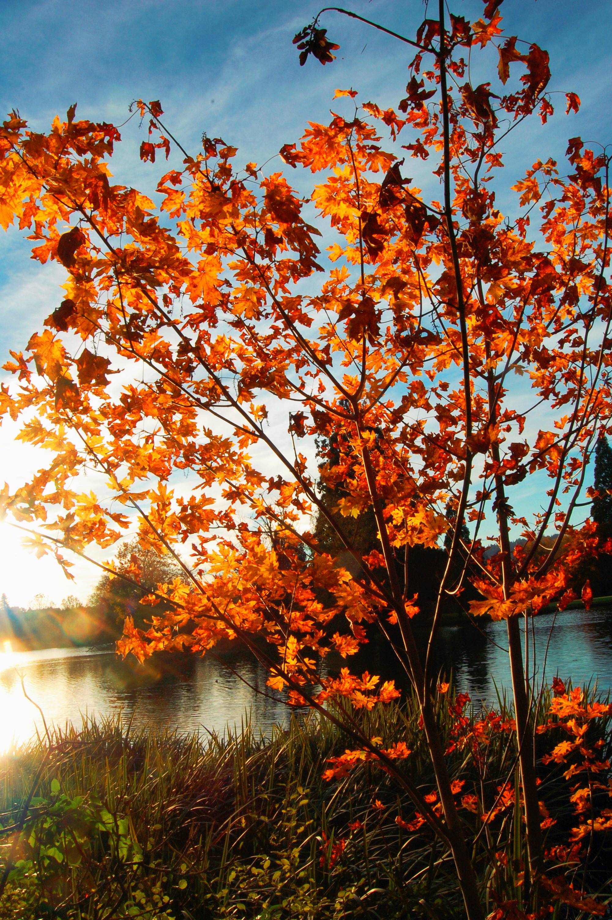 Fall Colors