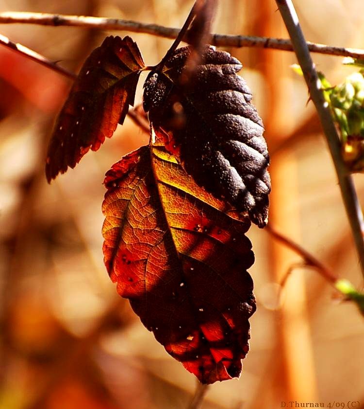 Fall colors