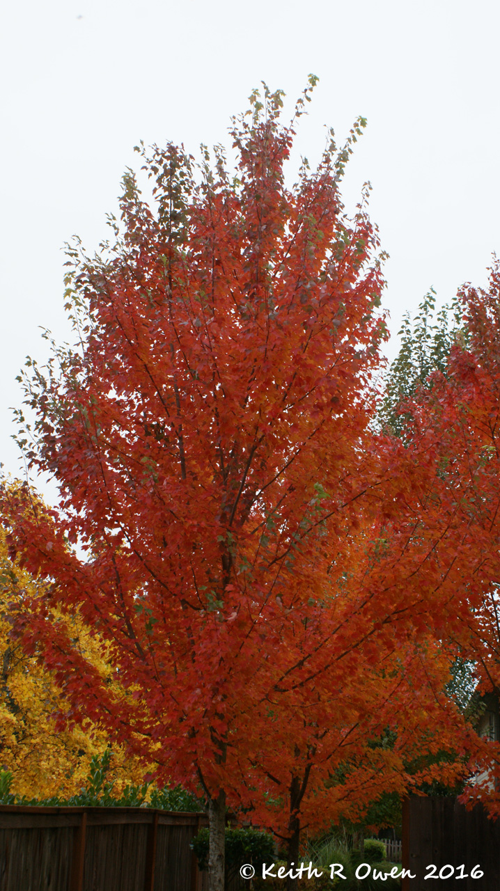 Fall Colors