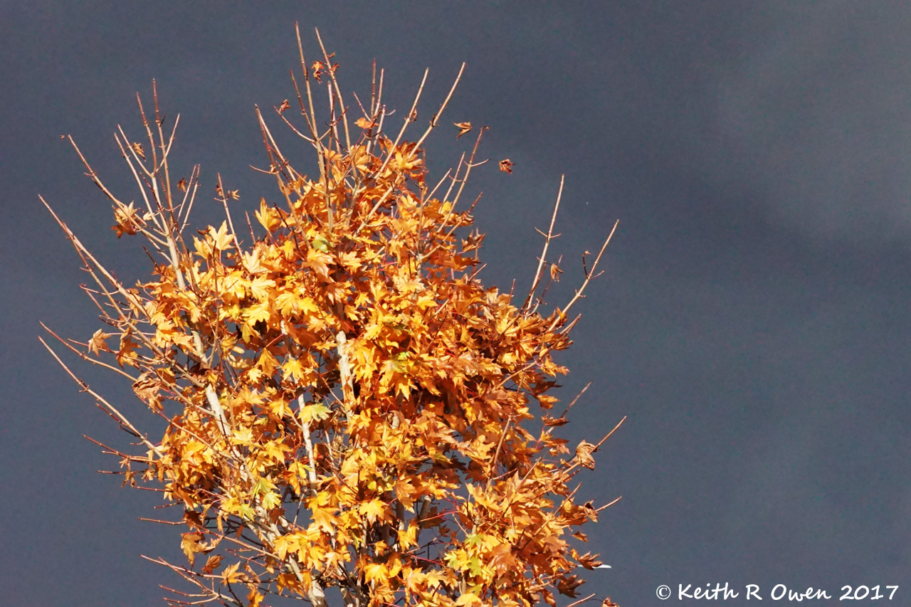 Fall Colors