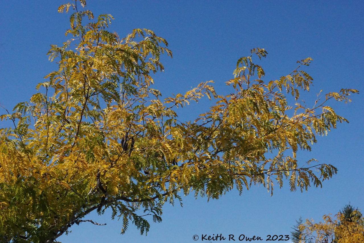 Fall Colors
