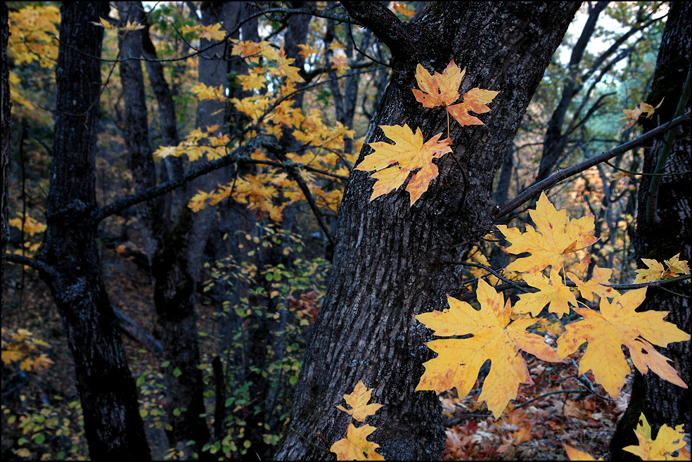 Fall in Oregon