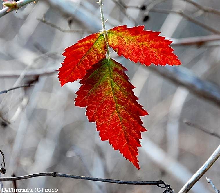 fall leafs