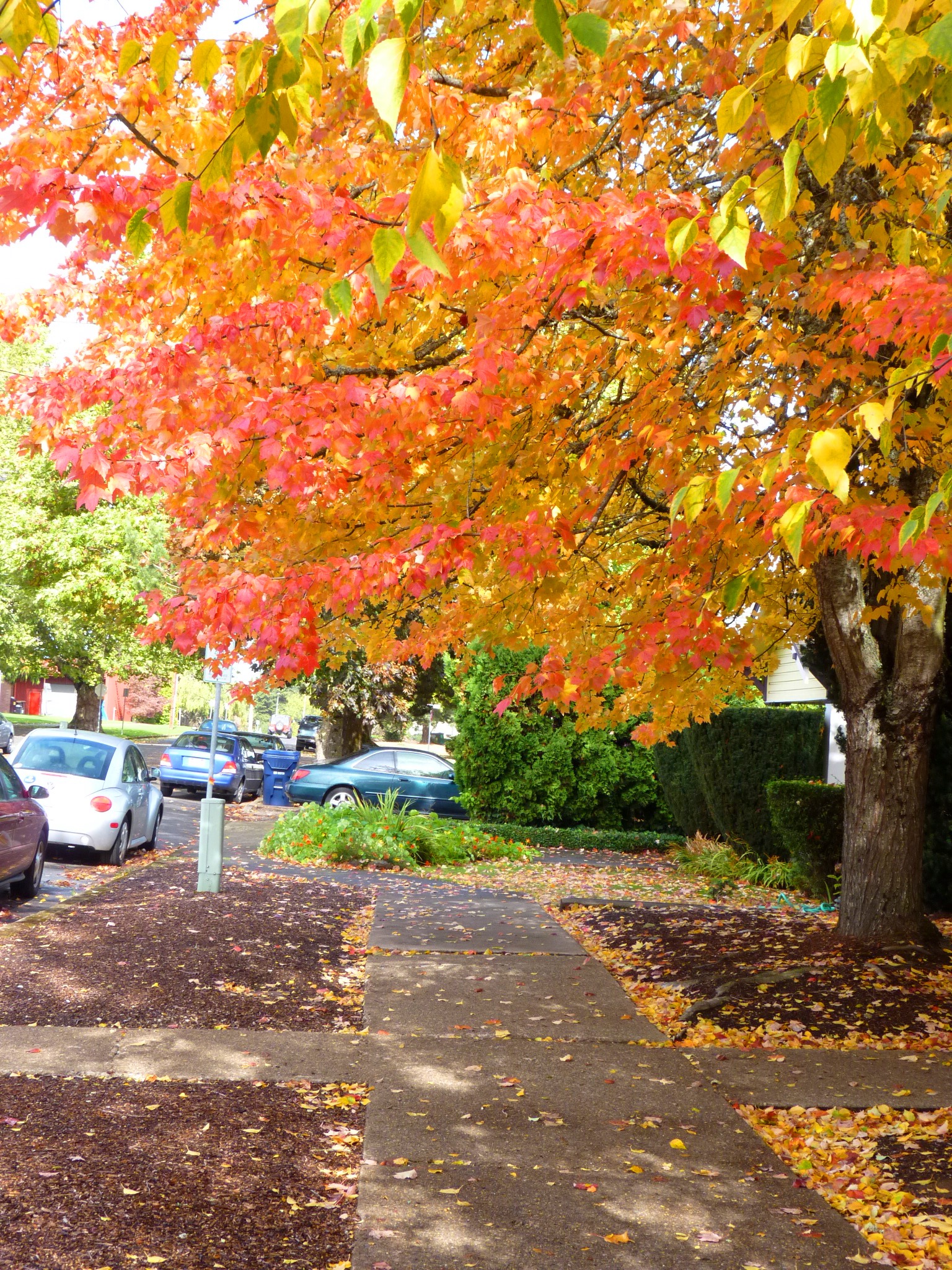 Fall Love