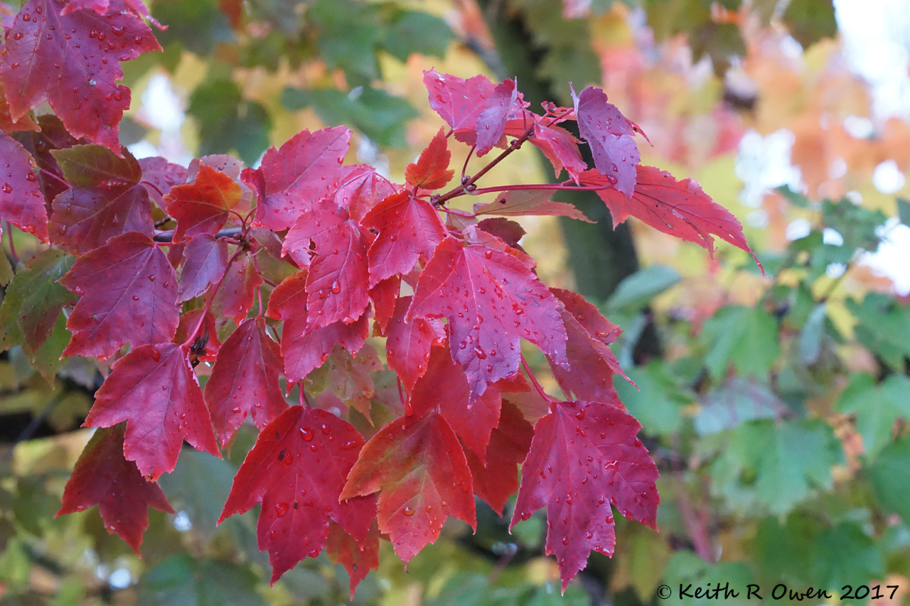 Fall Maple