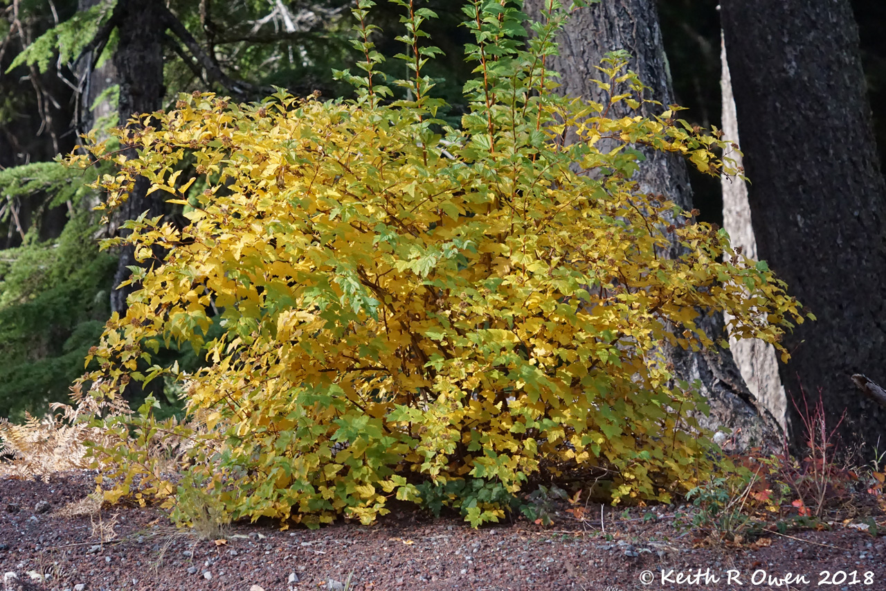 Fall Maple