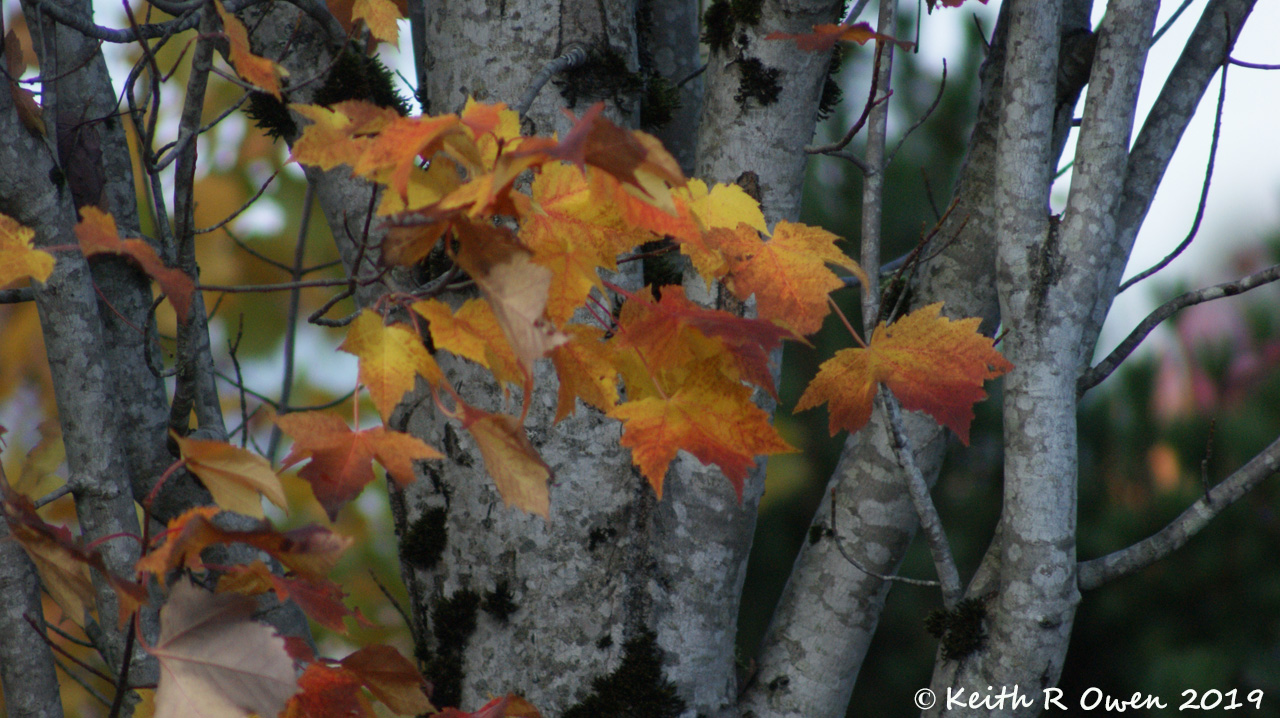 Fall Maple