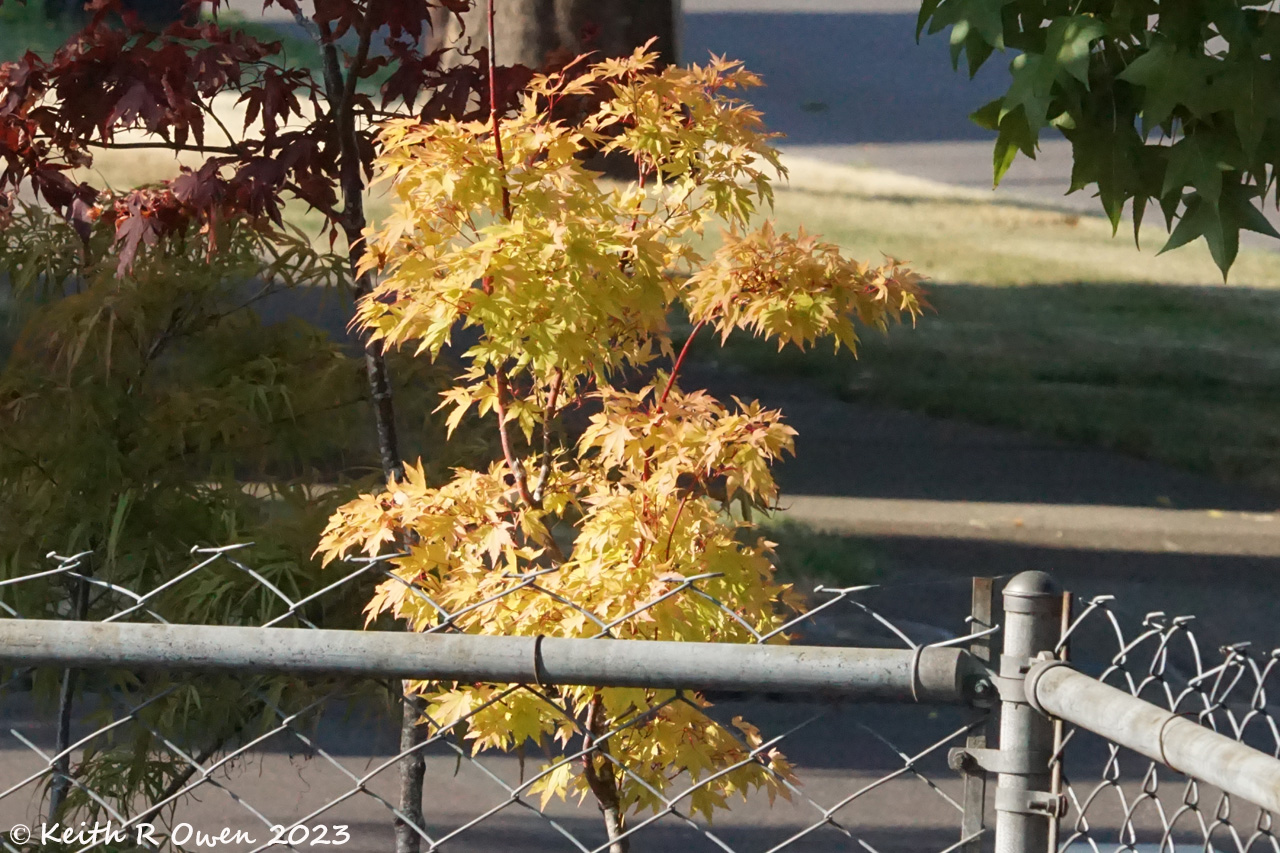 Fall Maple