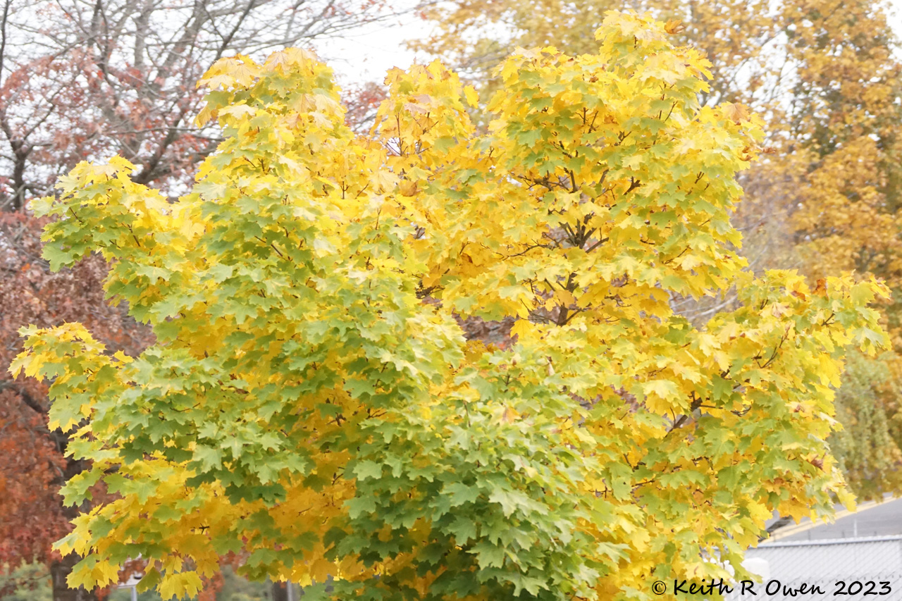 Fall Maple