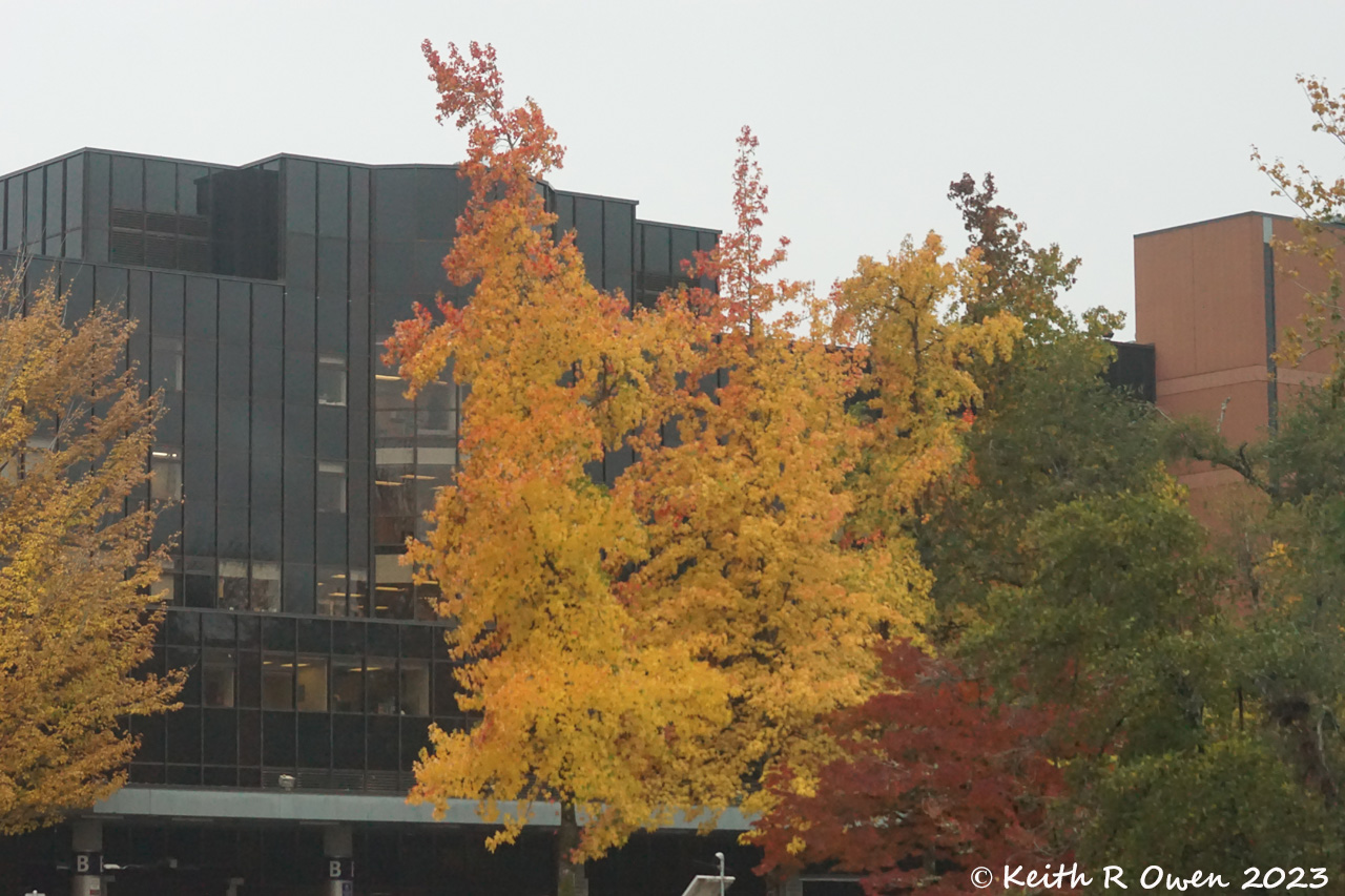 Fall Maple