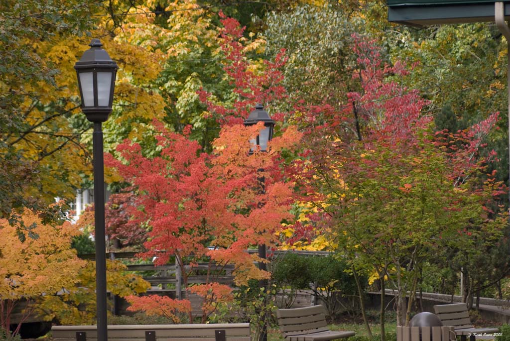 Fall Maples