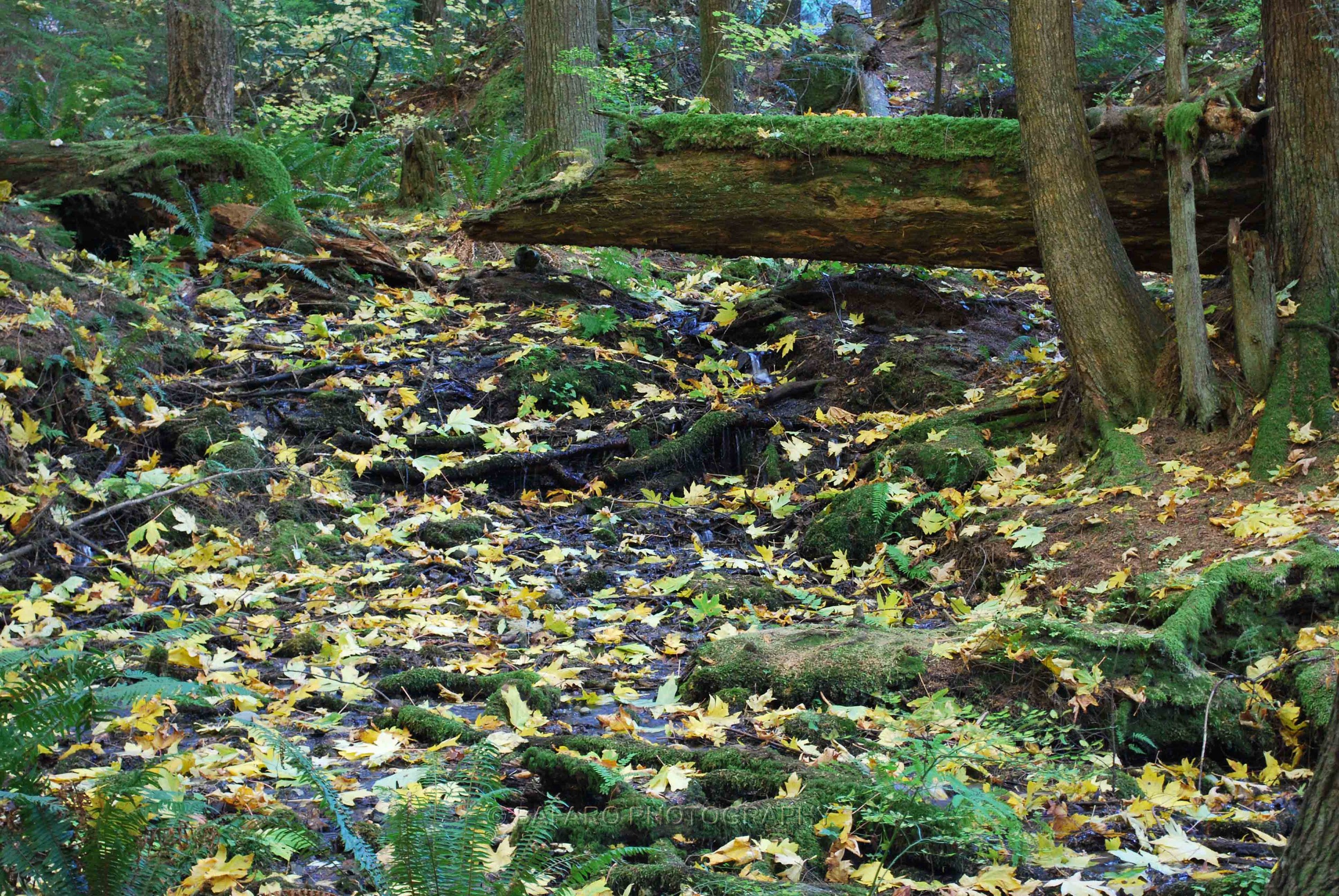 Fall Stream1