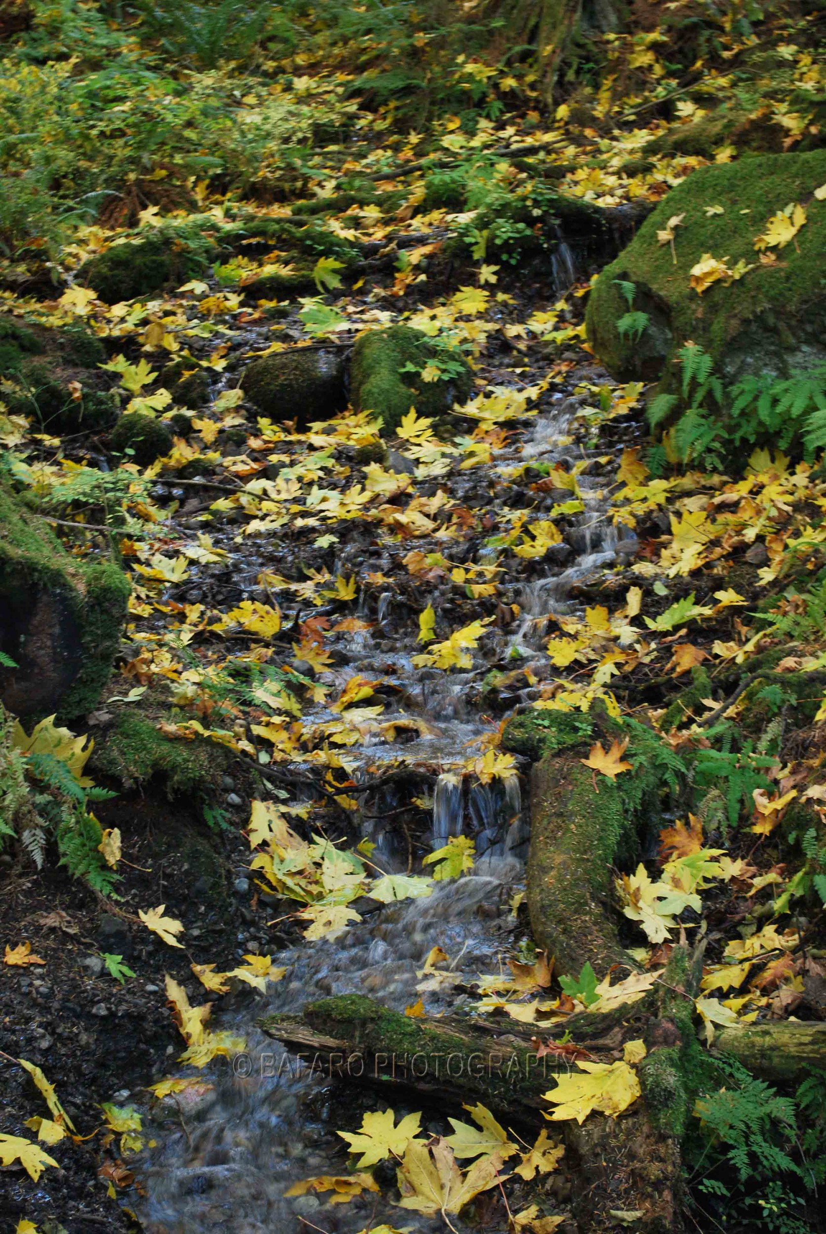 Fall Stream2