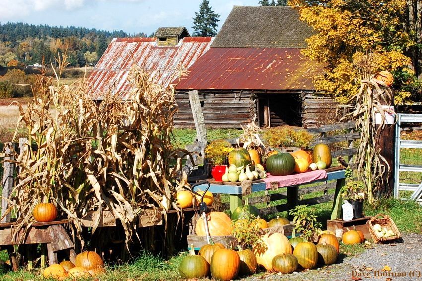 FALL