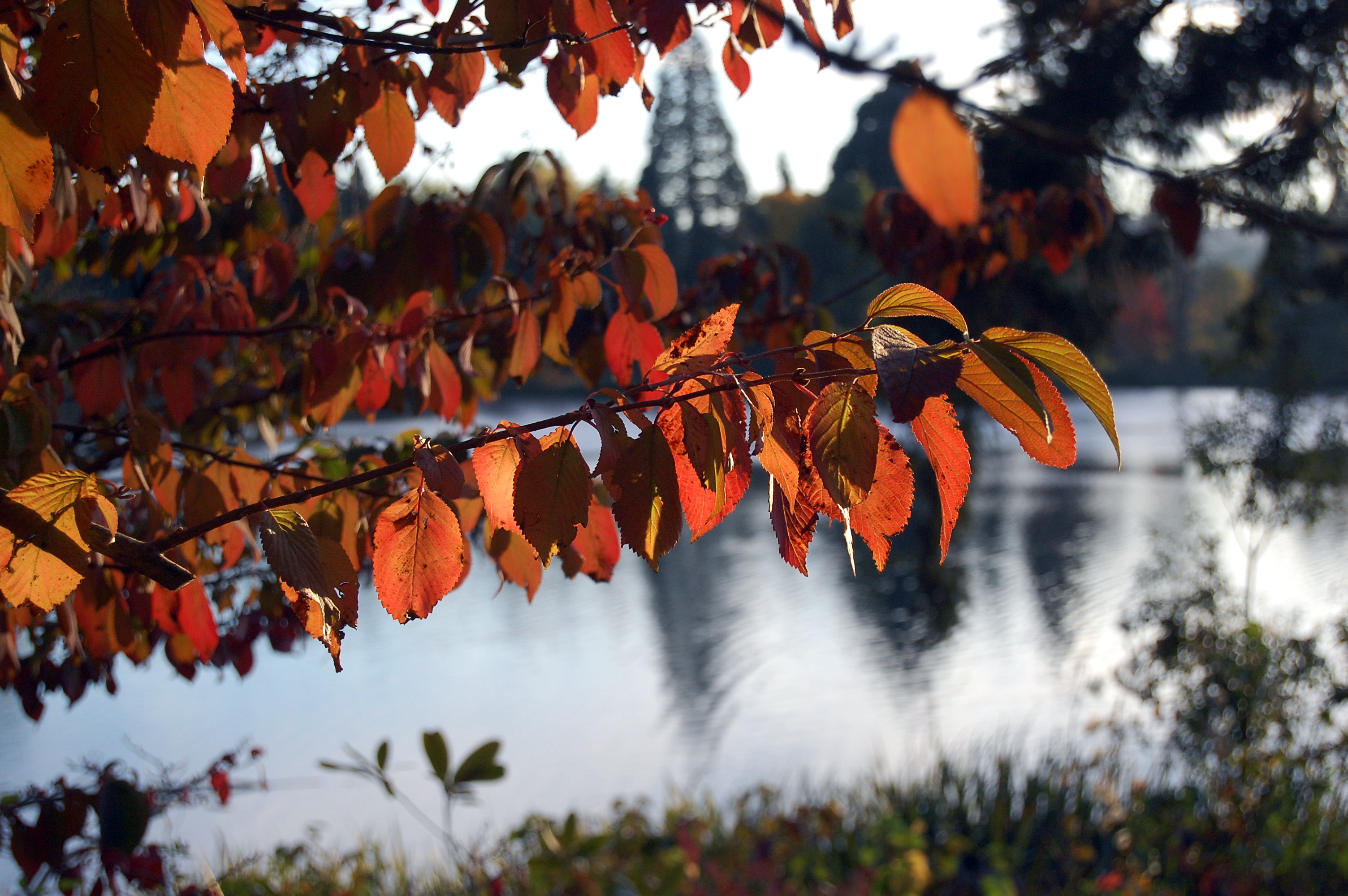 fall