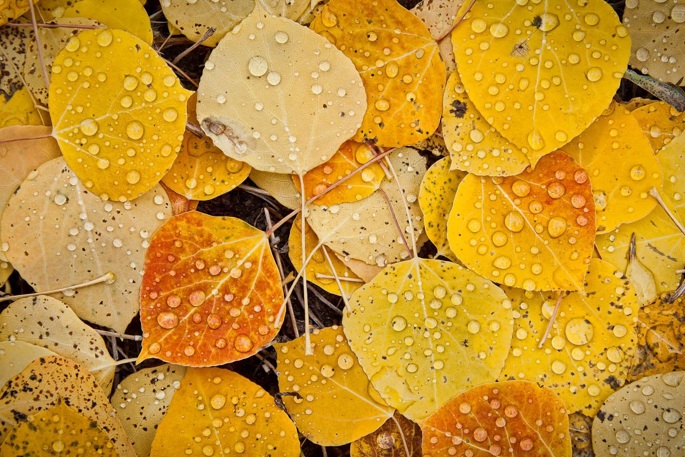Fallen leaves