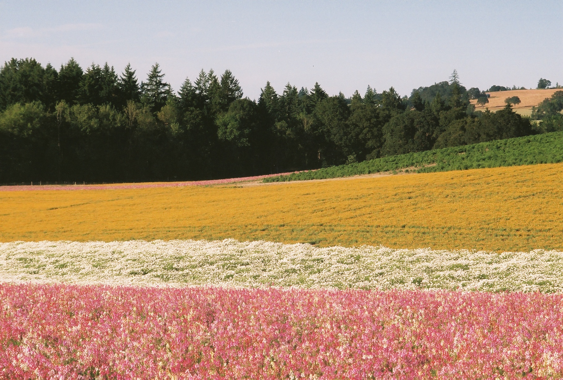 Farm Fields