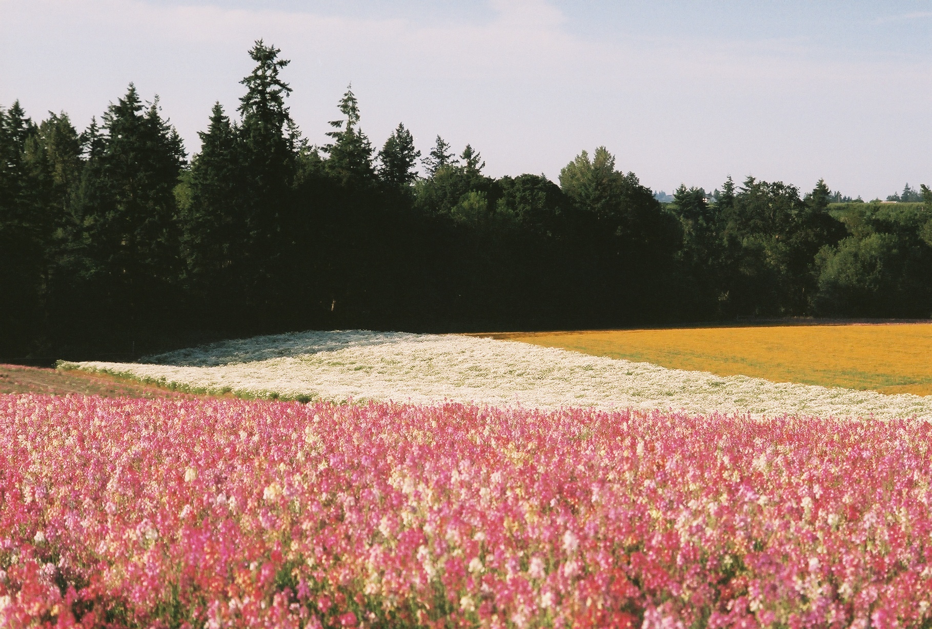Farm Fields