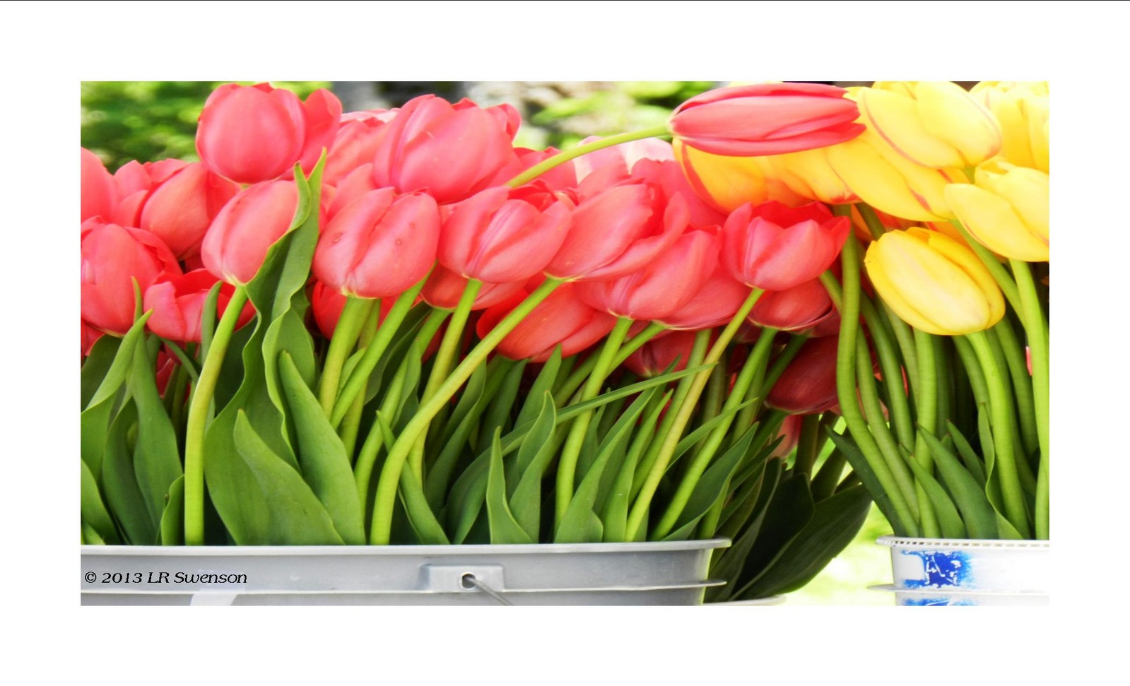 Farmers Market Blooms
