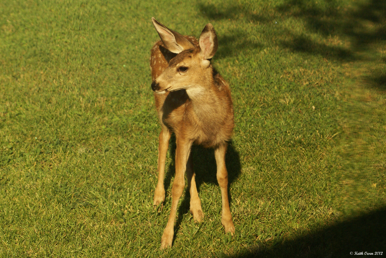 Fawn