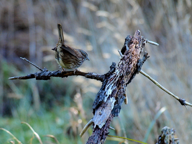 Feathered Friend
