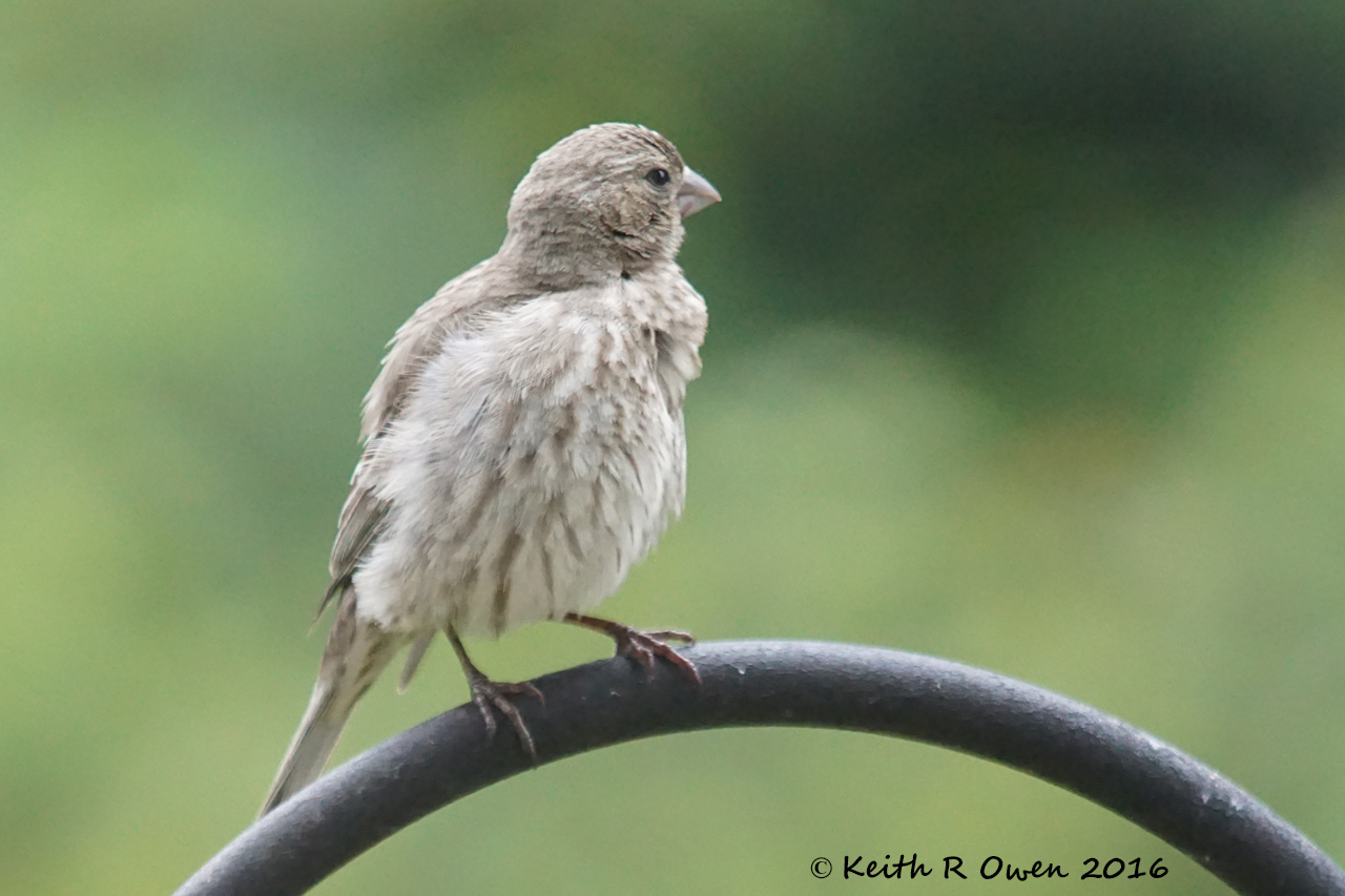 Female House Finch