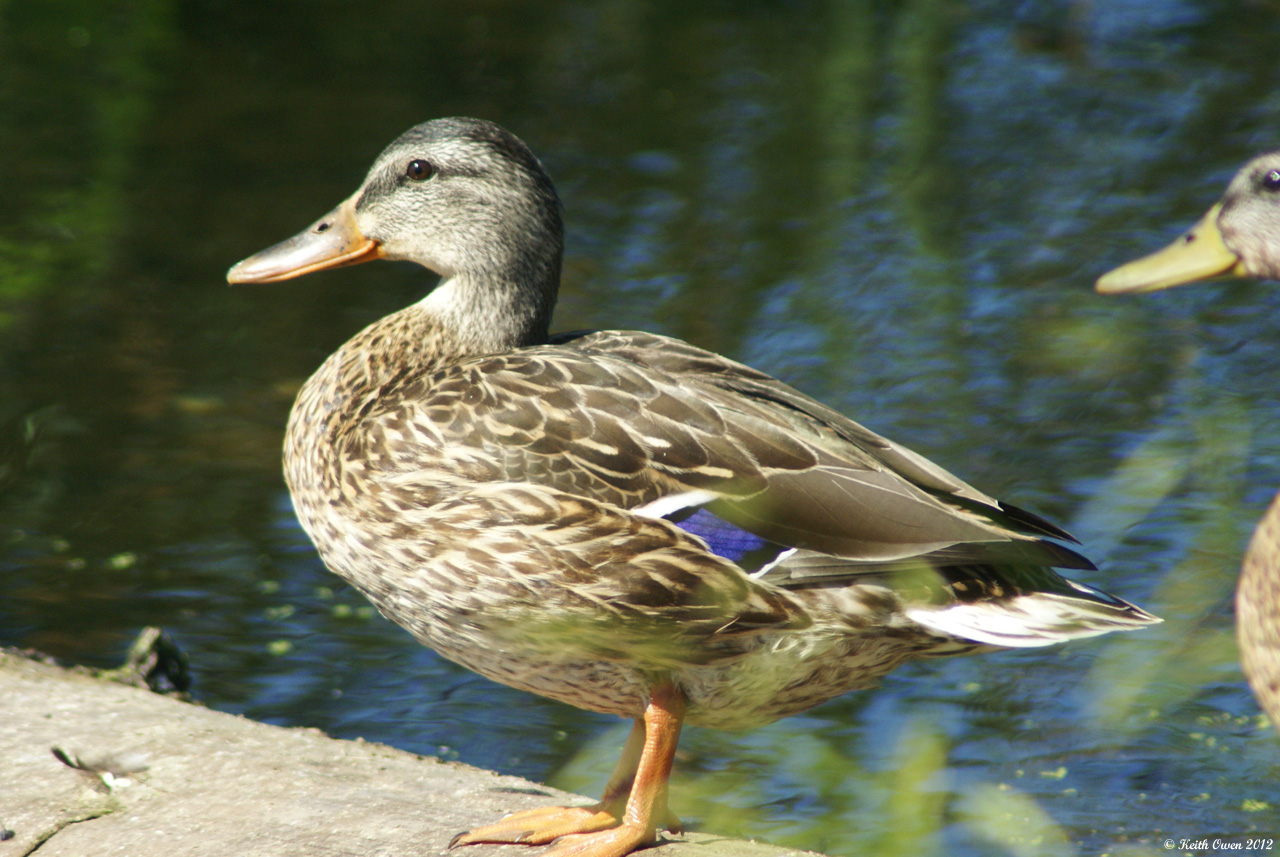Female Mallard