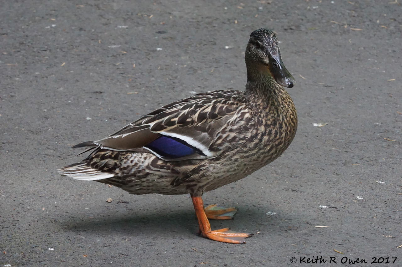 Female Mallard