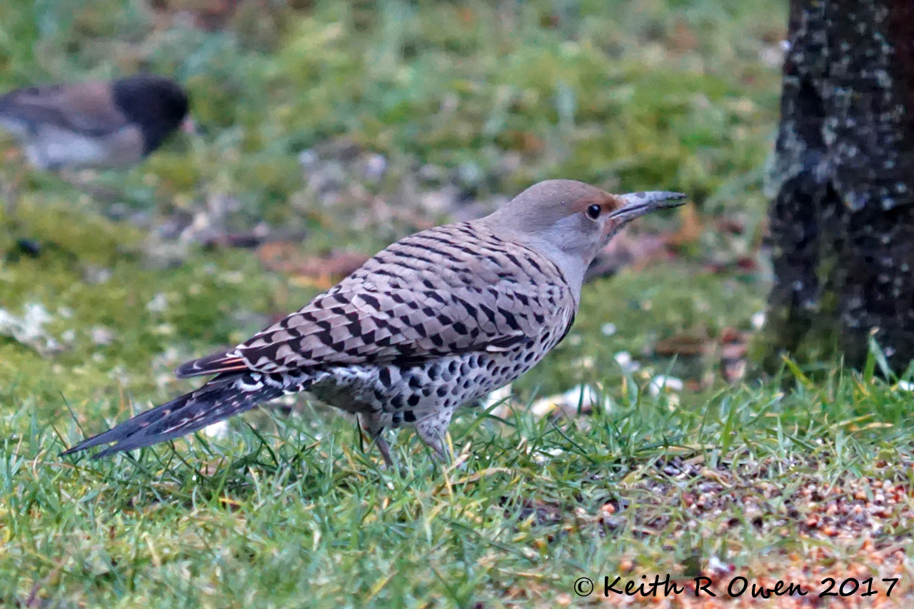 Female Northern Flicker, Red-shafted, (Colaptes auratus cafer)