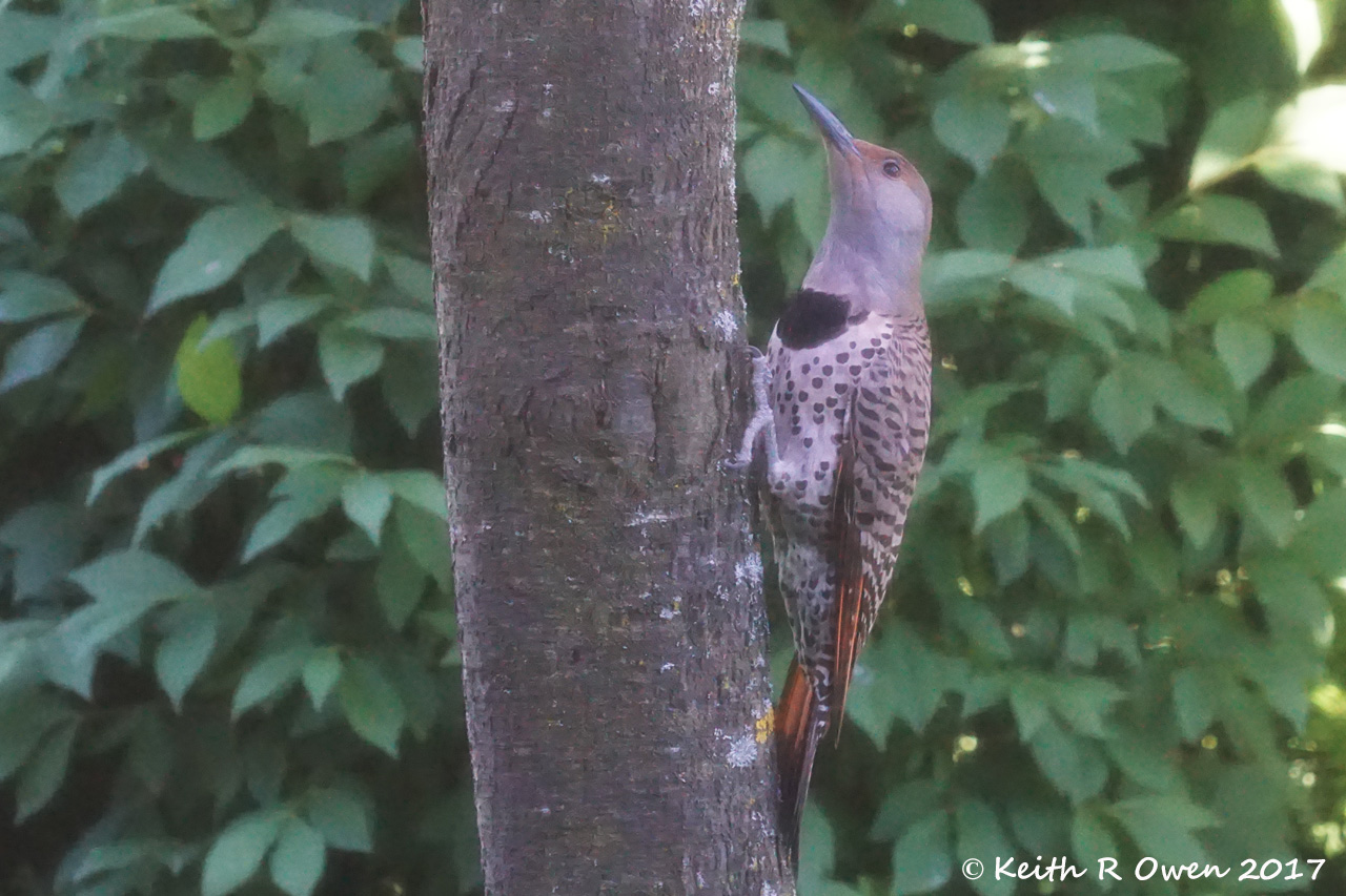 Female Northern Flicker