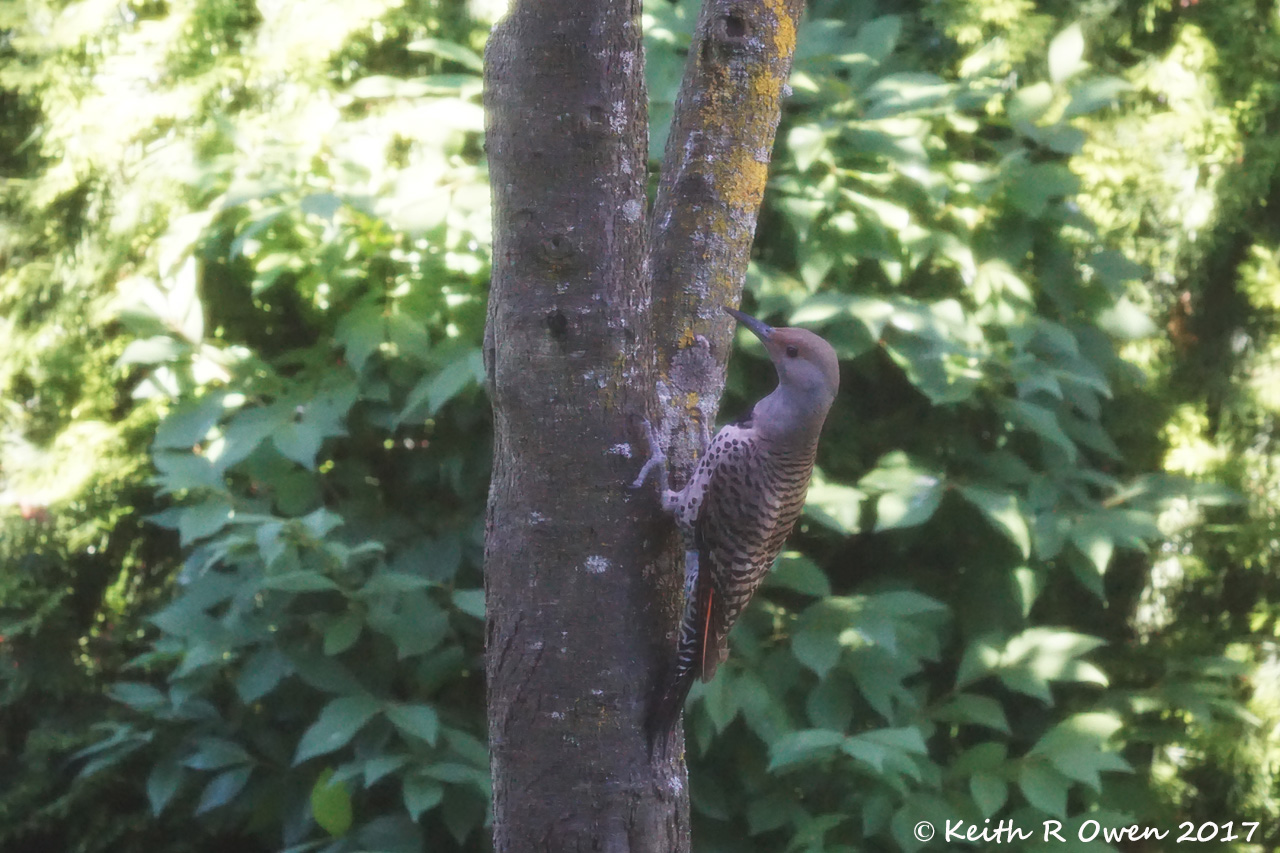 Female Northern Flicker