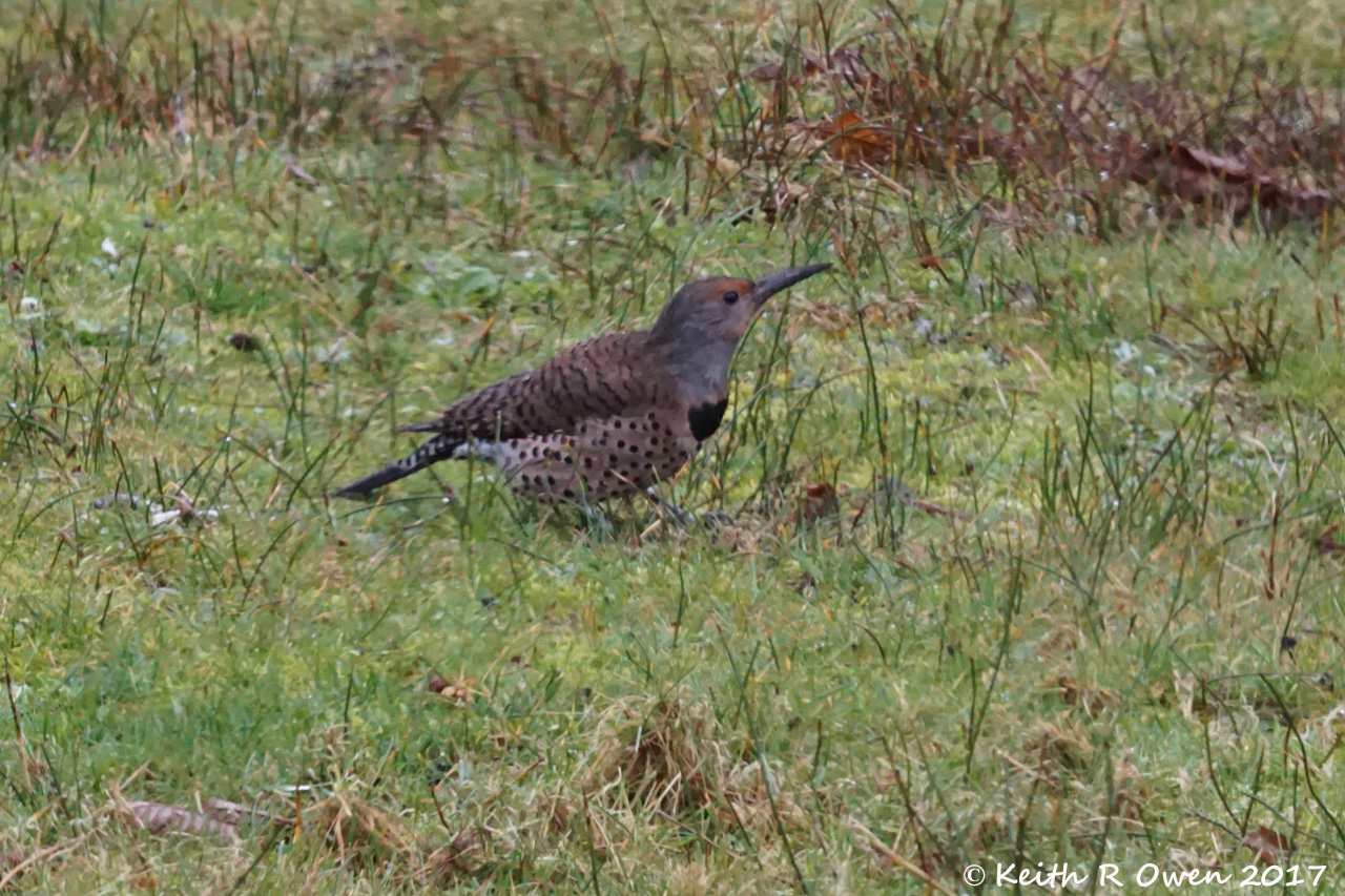 Female Northern Flicker