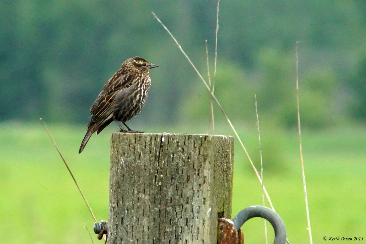 Female Red-wing Blackbird