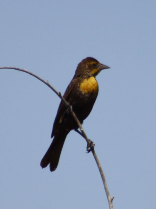 Female yellow headed blackbird