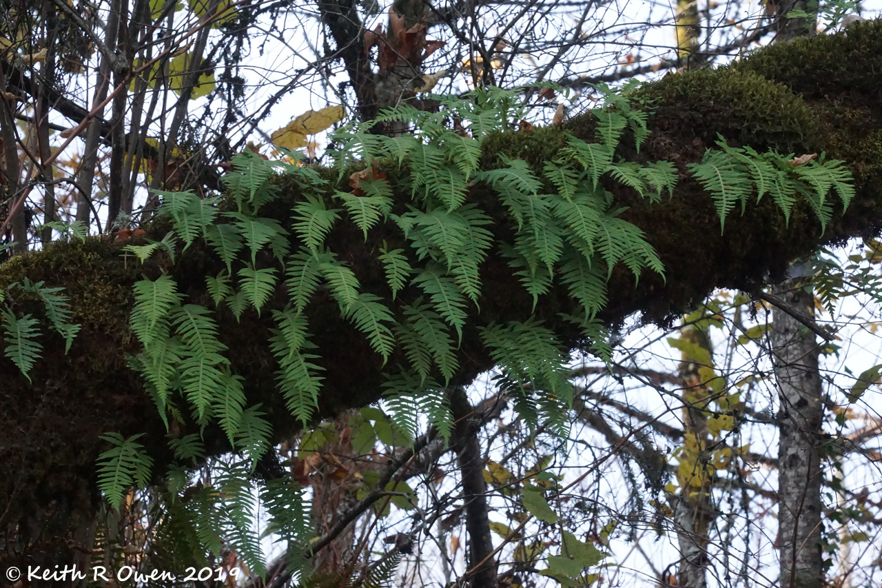Ferns on a Limb
