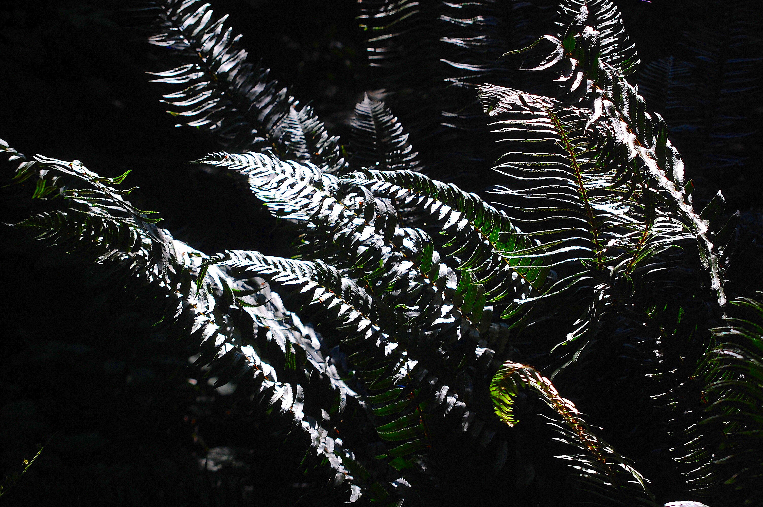 Ferns