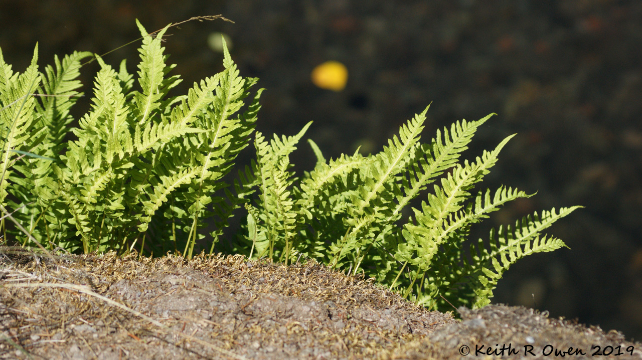 Ferns