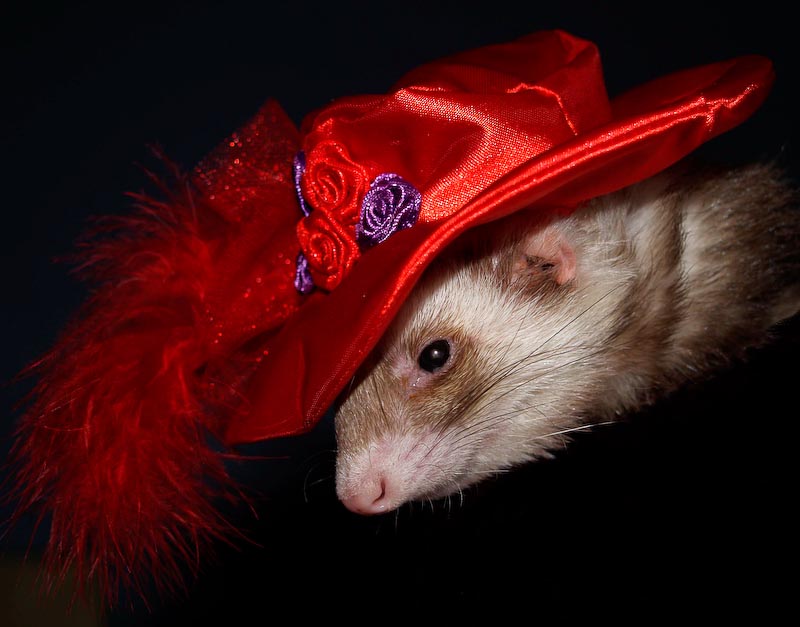 Ferret Portraits