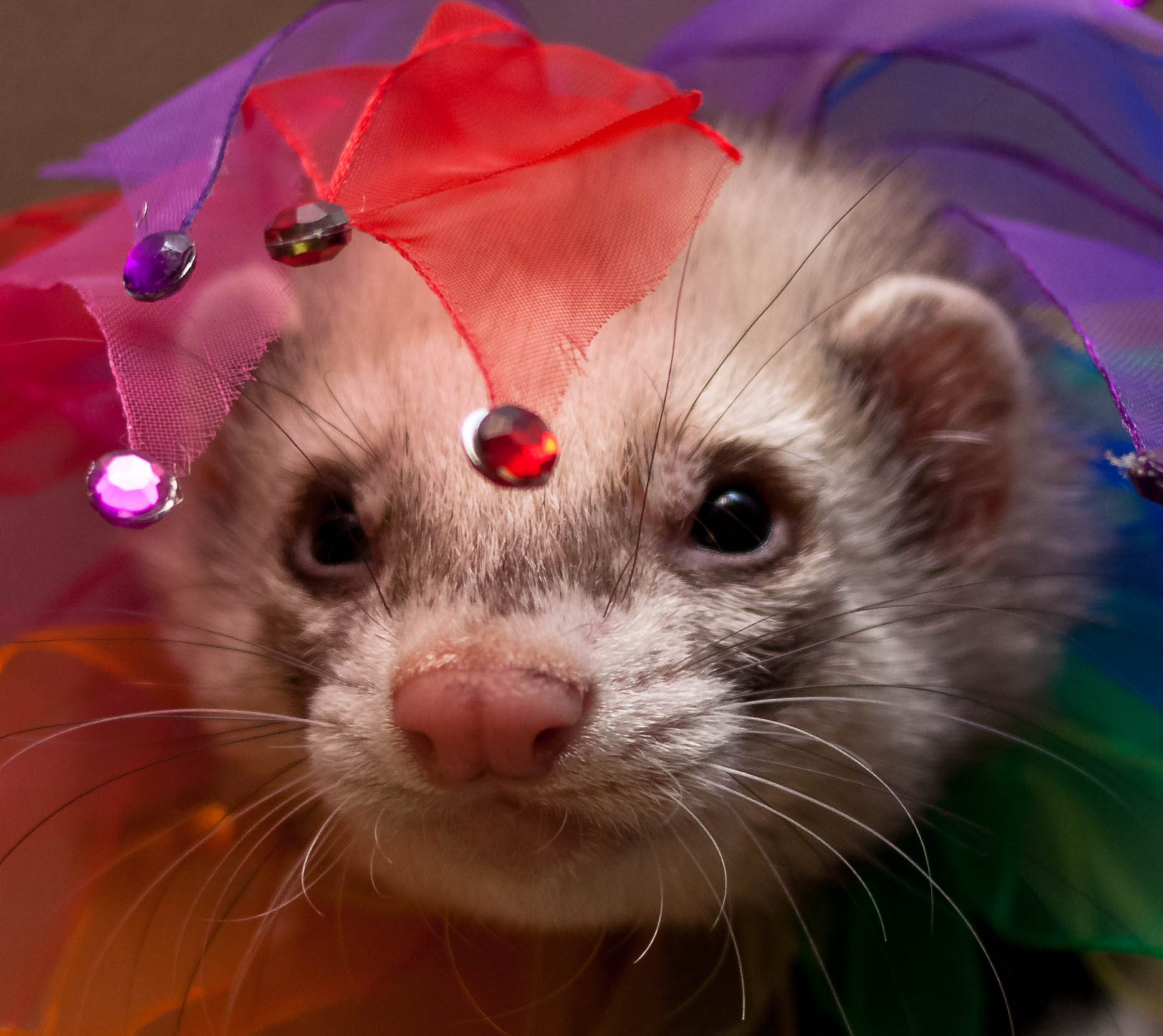 Ferret Portraits