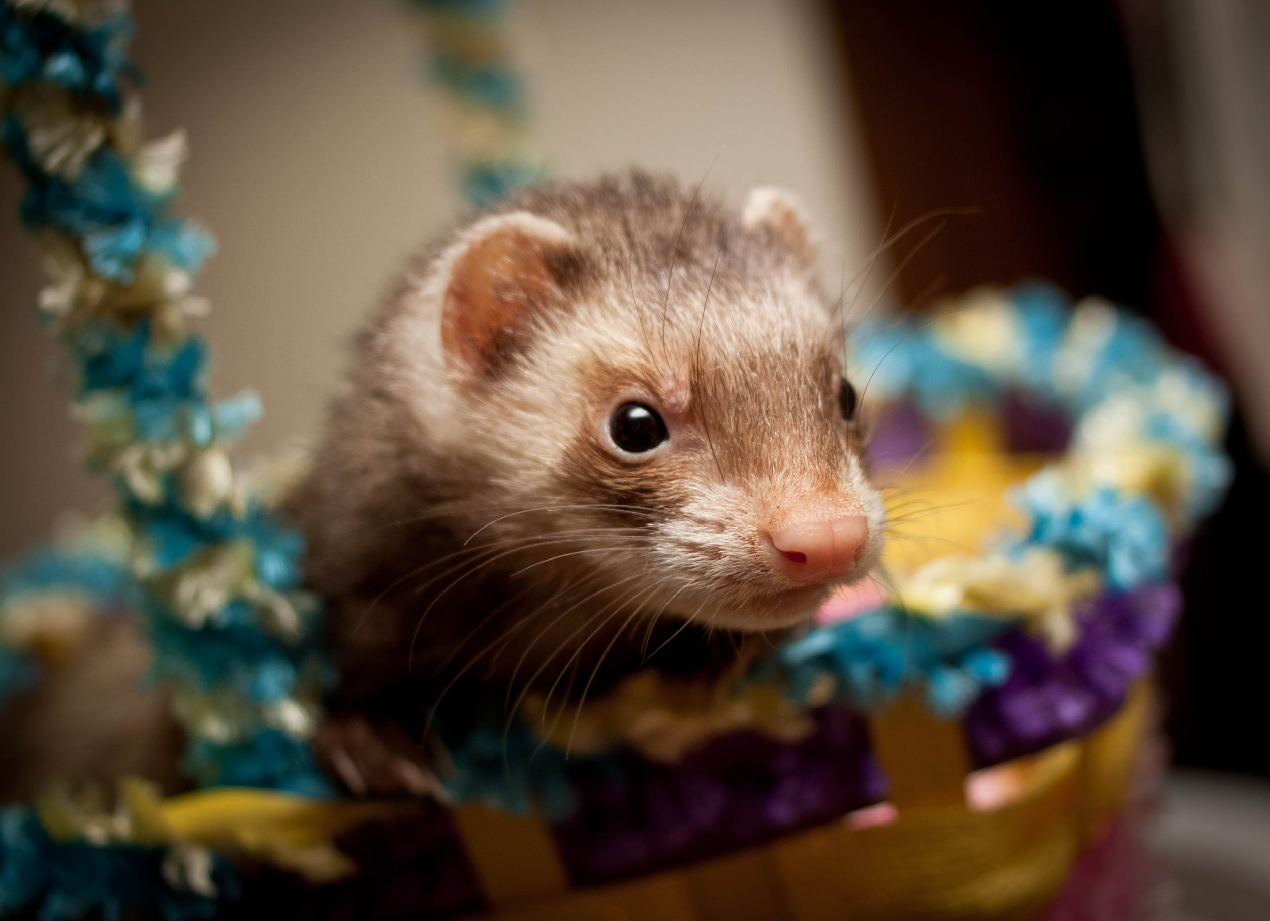 Ferret Portraits