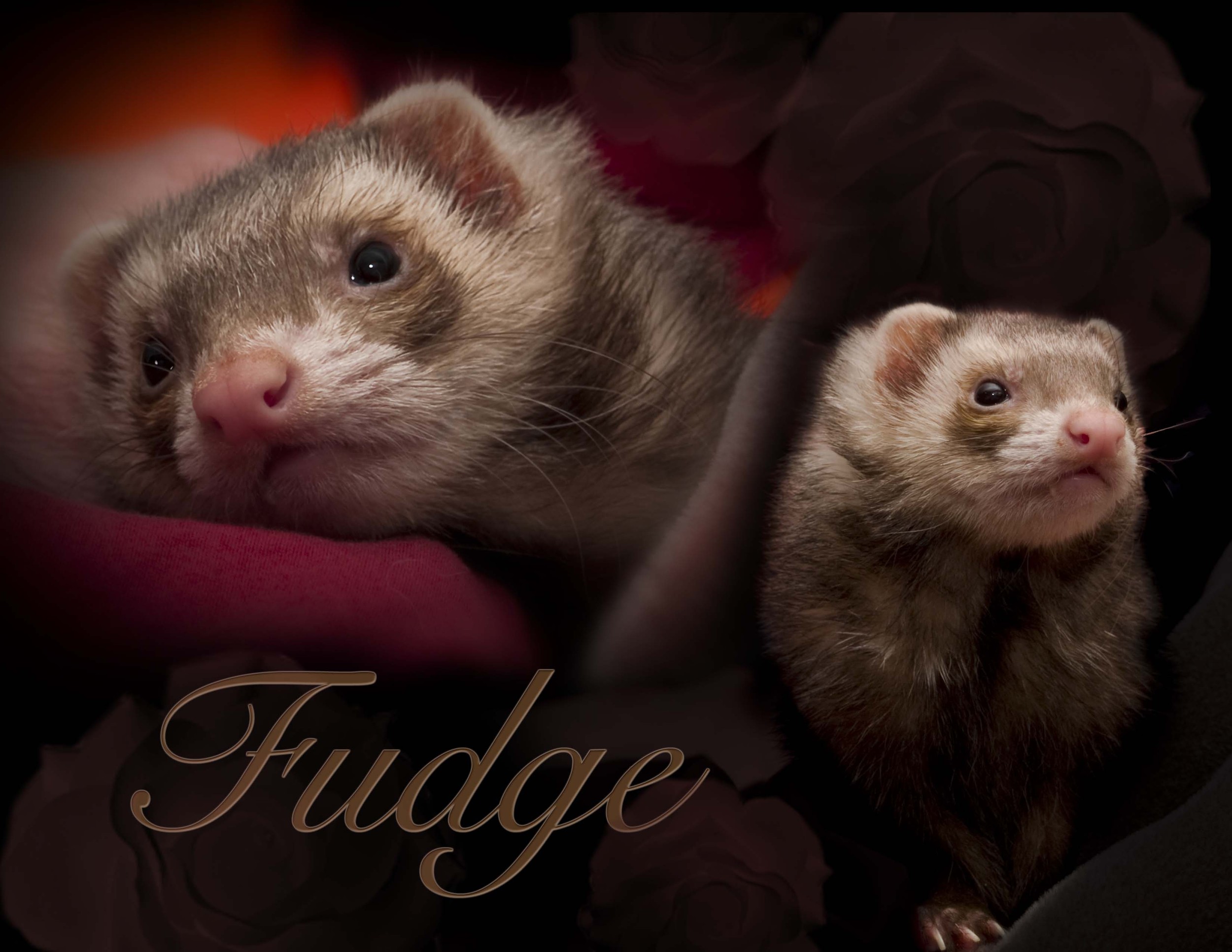 Ferret Portraits