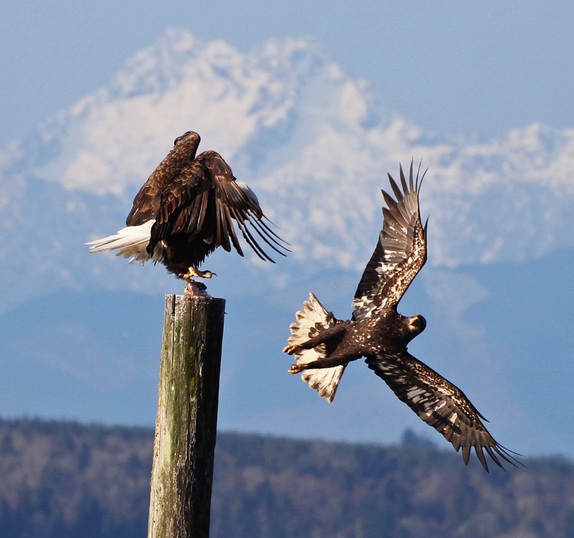 Fighting Eagles