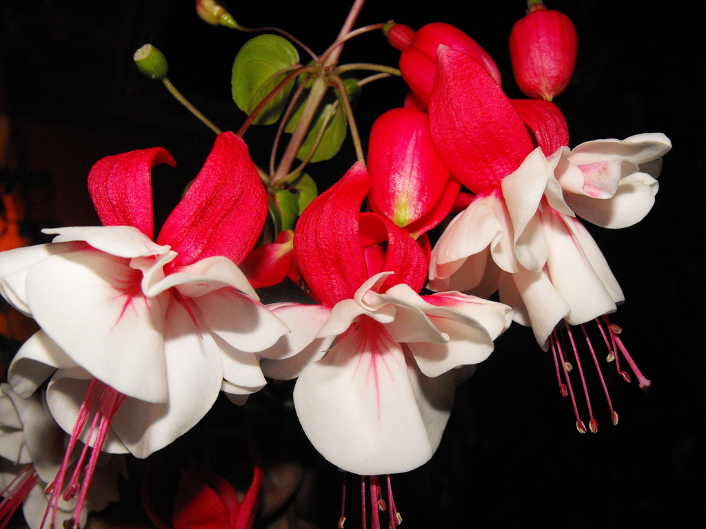 finally they bloomed
